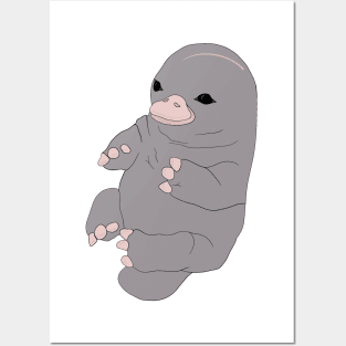 Baby Platypus Posters and Art